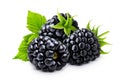 Blackberry isolated on white background with clipping path Royalty Free Stock Photo