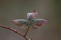 Blackberry leaf Royalty Free Stock Photo