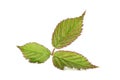 Blackberry leaf Royalty Free Stock Photo