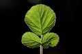 Blackberry leaf on black Royalty Free Stock Photo