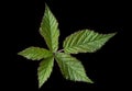 Blackberry leaf on black Royalty Free Stock Photo
