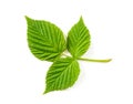 Blackberry Leaf Royalty Free Stock Photo