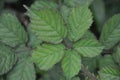 Blackberry leaf. Rubus idaeus leaves top view. Close up. Selective focus. Royalty Free Stock Photo