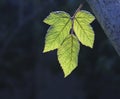 strawberry leaf