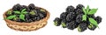 blackberry with leaf in in a wicker basket isolated on a white background closeup. Royalty Free Stock Photo