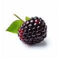 Dark Magenta Blackberry With Leaf On White Background