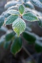 Blackberry leaves covered with ice crystals of hoarfrost back-lit by sunlight. Concept of winter season, cold temperature