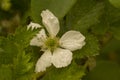 Close up on a single white blackberry flower Rubus fruticosus nessy covered in rain drops, surrounded by green leaves -