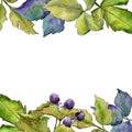 Blackberry leaves frame in a watercolor style.