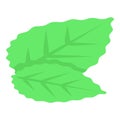 Blackberry leaves icon, isometric style