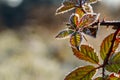 Blackberry leaves on prickly twig covered with ice crystals of hoarfrost backlit by sunlight. Royalty Free Stock Photo