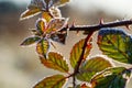 Blackberry leaves on prickly twig covered with ice crystals of hoarfrost shine in vibrant colors Royalty Free Stock Photo