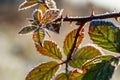 Blackberry leaves on prickly twig covered with ice crystals of hoarfrost shine in vibrant colors. Royalty Free Stock Photo