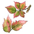 Blackberry leaves in a watercolor style isolated.