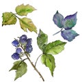 Blackberry leaves in a watercolor style isolated.