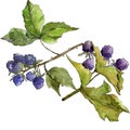 Blackberry leaves in a watercolor style isolated.