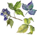 Blackberry leaves in a watercolor style isolated.