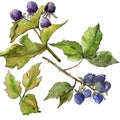 Blackberry leaves in a watercolor style isolated.