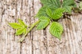 Blackberry Leaves on wooden background