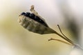 Blackberry Lily Shallow DOF