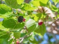Blackberry on a Morus tree branch surrounded by green leaves
