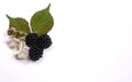 Blackberry mulberry ripe and unripe fruit with flowers and leaves. Wild fruits at white background.