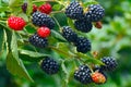Blackberry plant. Royalty Free Stock Photo