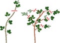 Blackberry plant pruning scheme for floricane and primocane Royalty Free Stock Photo
