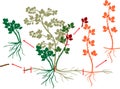 Blackberry plant vegetative reproduction scheme. Royalty Free Stock Photo
