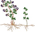 Blackberry plant vegetative reproduction scheme.