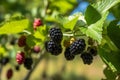 Blackberry plants with ripe berries in an orchard on a sunny day, generative AI Royalty Free Stock Photo