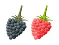 Blackberry and raspberry isolated white. Royalty Free Stock Photo