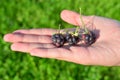 Blackberry or raspberry in the palm of your hand. Black raspberries on an open palm Royalty Free Stock Photo