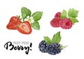 Blackberry, raspberry, strawberry watercolor illustration hand draw illustration