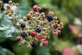 Blackberry red green and black unripe ripening and ripe edible fruits growing in large bunch at top of single branch