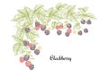 Blackberry. Ripe berries on branch. Clip art, set of elements for design