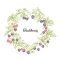 Blackberry. Ripe berries on branch. Clip art, set of elements for design