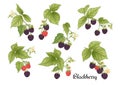 Blackberry. Ripe berries on branch. Clip art, set of elements for design