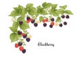 Blackberry. Ripe berries on branch. Clip art, set of elements for design