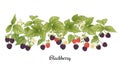 Blackberry. Ripe berries on branch. Clip art, set of elements for design