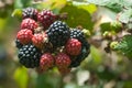 Blackberry Ripens On Brambles Ready To Be Foraged