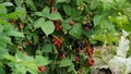 Blackberry. Rubus Eubatus. Blackberry on a green branch. A delicious black berry grows on bushes. Blackberry bush. Berry Royalty Free Stock Photo