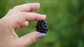 Blackberry. Rubus Eubatus. Blackberry on a green branch. A delicious black berry grows on bushes. Blackberry bush. Berry Royalty Free Stock Photo