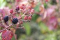 Blackberries on a bush branch Royalty Free Stock Photo