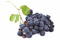 Blackberry Rubus fruticosus, Dewberry and Raspberry, fruits on white background