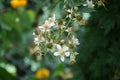 Blackberry, Rubus fruticosus `Mure Sauvage` in July in the garden. Germany Royalty Free Stock Photo