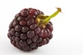 Blackberry Rubus glaucus