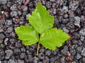 Blackberry (rubus) with leaf