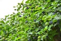 Blackberry rubus plant