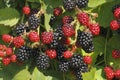 Blackberry (Rubus sectio Rubus)